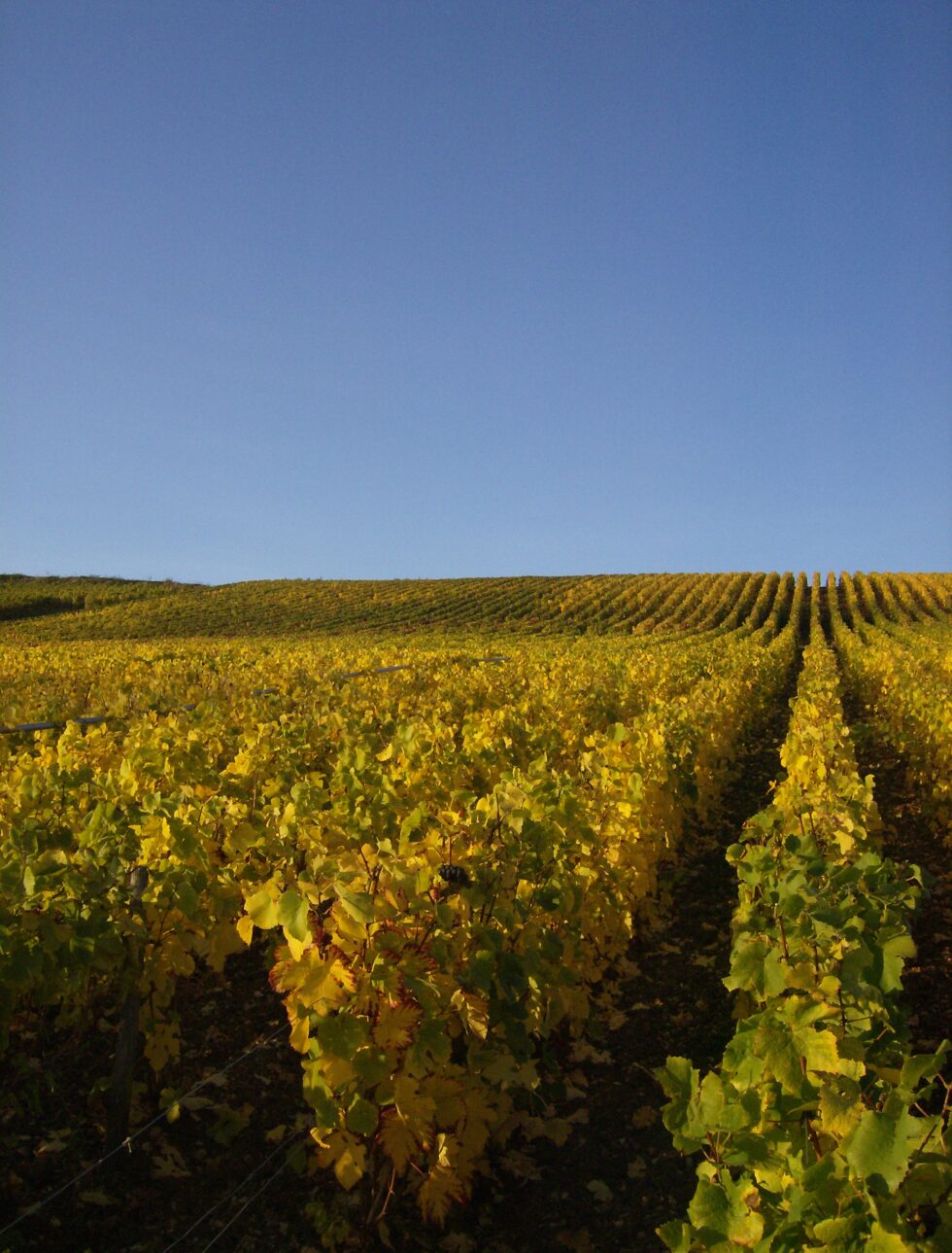 our-history-champagne-didier-langry